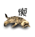 A cat from Saturn 4（個別スタンプ：10）