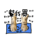 A cat from Saturn 4（個別スタンプ：13）