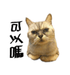 A cat from Saturn 4（個別スタンプ：14）