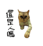 A cat from Saturn 4（個別スタンプ：16）