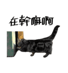 A cat from Saturn 4（個別スタンプ：17）