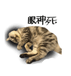 A cat from Saturn 4（個別スタンプ：26）