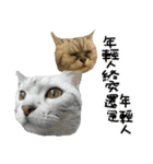 A cat from Saturn 4（個別スタンプ：30）