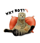 Happy scottish fold cat（個別スタンプ：4）