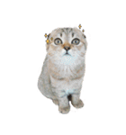 Happy scottish fold cat（個別スタンプ：5）
