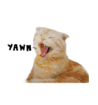 Happy scottish fold cat（個別スタンプ：12）