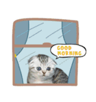 Happy scottish fold cat（個別スタンプ：15）