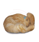 Happy scottish fold cat（個別スタンプ：20）