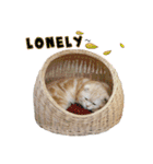 Happy scottish fold cat（個別スタンプ：21）