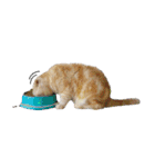 Happy scottish fold cat（個別スタンプ：26）