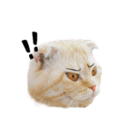 Happy scottish fold cat（個別スタンプ：31）