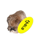PANCAKE DOG（個別スタンプ：4）