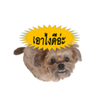 PANCAKE DOG（個別スタンプ：5）