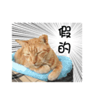 Cats TNR（個別スタンプ：1）