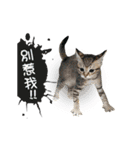 Cats TNR（個別スタンプ：2）