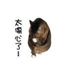 Cats TNR（個別スタンプ：4）