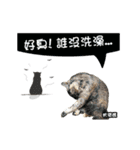 Cats TNR（個別スタンプ：5）