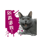 Cats TNR（個別スタンプ：7）