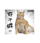 Cats TNR（個別スタンプ：8）