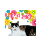 Cats TNR（個別スタンプ：10）