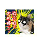 Cats TNR（個別スタンプ：11）