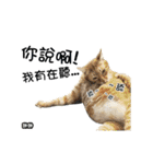 Cats TNR（個別スタンプ：12）