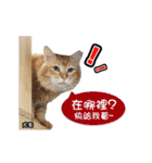 Cats TNR（個別スタンプ：13）