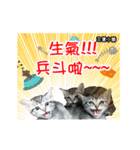 Cats TNR（個別スタンプ：14）