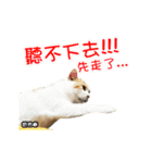 Cats TNR（個別スタンプ：15）