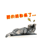Cats TNR（個別スタンプ：16）