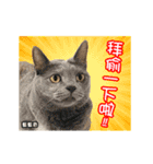 Cats TNR（個別スタンプ：17）
