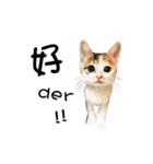 Cats TNR（個別スタンプ：18）