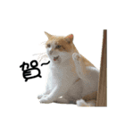 Cats TNR（個別スタンプ：19）