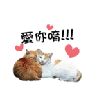 Cats TNR（個別スタンプ：20）