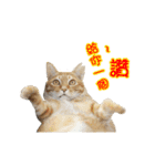 Cats TNR（個別スタンプ：22）