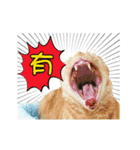 Cats TNR（個別スタンプ：23）