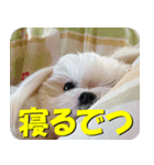 マルチーズ犬『COCO』の使えるスタンプ（個別スタンプ：2）