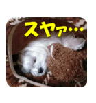 マルチーズ犬『COCO』の使えるスタンプ（個別スタンプ：3）