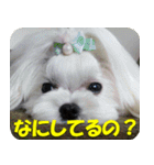 マルチーズ犬『COCO』の使えるスタンプ（個別スタンプ：5）