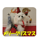 マルチーズ犬『COCO』の使えるスタンプ（個別スタンプ：24）