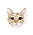 little cat mayn（個別スタンプ：12）