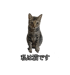 猫の通訳~（個別スタンプ：6）