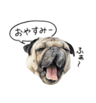 まめパグ（個別スタンプ：3）
