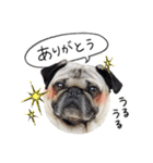 まめパグ（個別スタンプ：4）