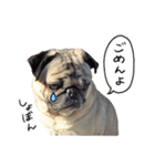 まめパグ（個別スタンプ：5）