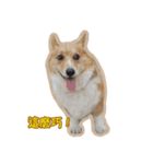 Corgi Bucky Says Hi ！（個別スタンプ：1）