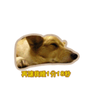 Corgi Bucky Says Hi ！（個別スタンプ：2）