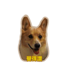 Corgi Bucky Says Hi ！（個別スタンプ：3）