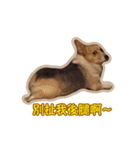 Corgi Bucky Says Hi ！（個別スタンプ：4）