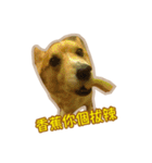 Corgi Bucky Says Hi ！（個別スタンプ：7）